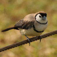 Double-barred Finch